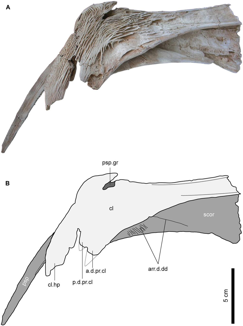 Fig 9. Left pectoral girdle of Qarmoutus hitanensis gen. et sp. nov.