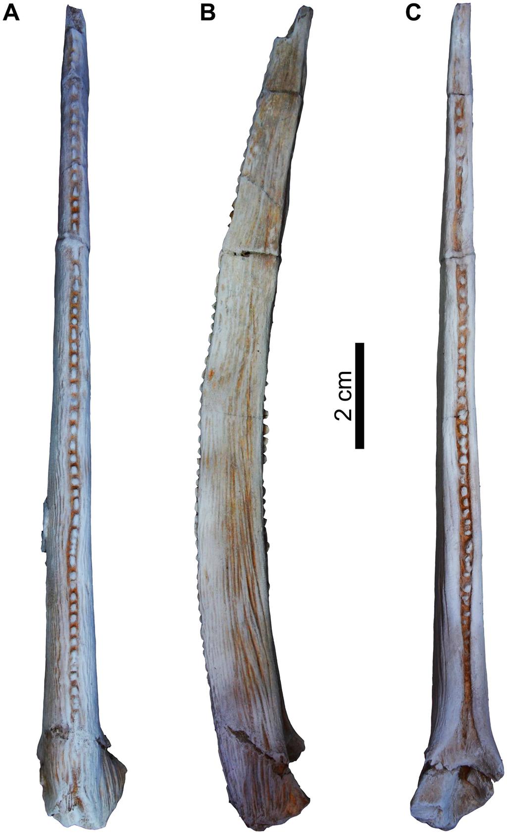 Fig 11. Left pectoral girdle spine of Qarmoutus hitanensis gen. et sp. nov. A, Anterior; B, Ventral and C, Posterior views. doi:10.1371/journal.pone.0172409.