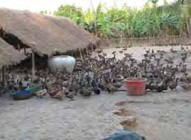 48 Table 58 General observations of duck farms II (percentages) Uncovered feed storage Pets entering farm houses Birds left over from previous flocks Open-air feed storage in farmyard Outdoor feeding