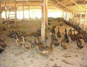 49 Quality of duck housing Observation on all farms led to the conclusion that 18.7 percent of duck farms have goodquality housing (Photo 15), except in Battambang (Photo 16) and Phnom Penh. 64.
