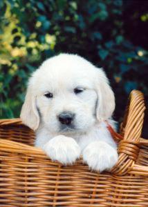 Introduction So you have just taken your new puppy or older dog home, congratulations! Owning a dog is one of the most wonderful things in the world, as most dog owners will happily tell you.