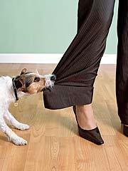 starts nipping at you, give the leash a tug and say "No!" in a firm voice. Don't yell or strike the dog in any way.