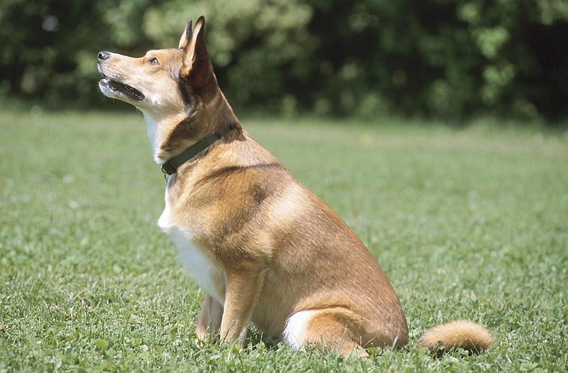 Chapter 7 A Dog s Body Language Dogs communicate with their body language just as humans do.