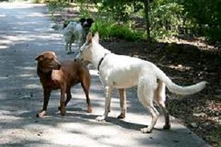 When he is curious about another dog, he will sniff around, first at his nose, then his genitals. His tail will be up high and wagging enthusiastically in long, wide sweeps.
