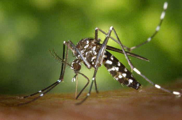 japonicus Aedes albopictus, the Asian