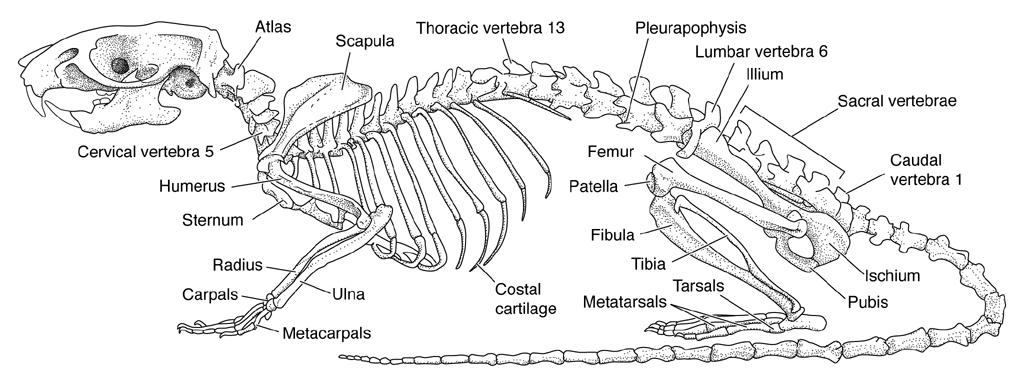 Tetrapod front limb morphology Tetrapod hind limb morphology How do the limbs develop?