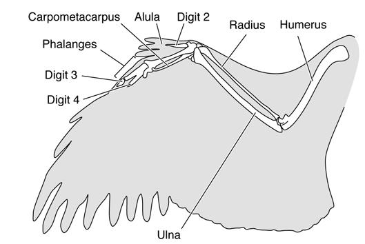 ulna Phalanges & metacarpals in digits 2-5 elongated Digit reduced Radius elongated Ulna reduced Storrs, 993 Liem et al. Fig.