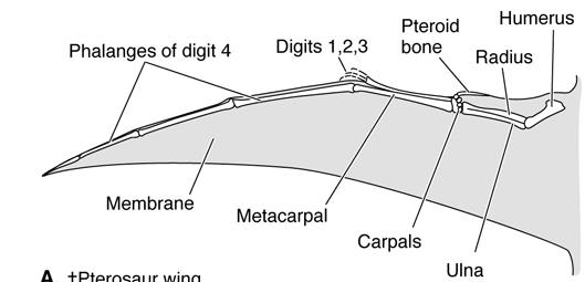digits Limb Specializations A dog at full gallop with long strides How does this improve speed? What species have each posture? UMMZ Liem et al. Fig.