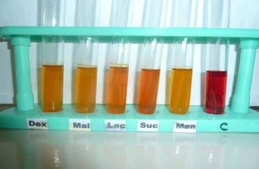 Results of sugar fermentation test of
