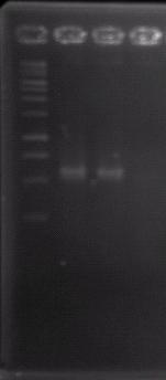 m=100bp DNA Ladder, PC=Positive control,t1=test sample, NC= negative