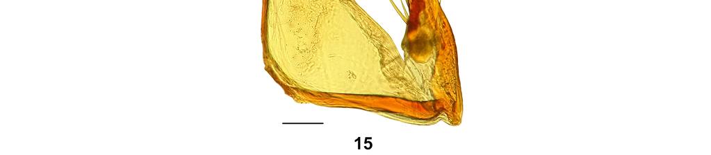 BALKENOHL M. Orictites South East Asia Figs 13-15. Orictites spp., coxostyli, scale bar 0.1 mm. 13. O. ferrugistriatus sp. nov., paratype. 14. O. reticupennis sp. nov., paratype. 15. O. opacipennis sp.