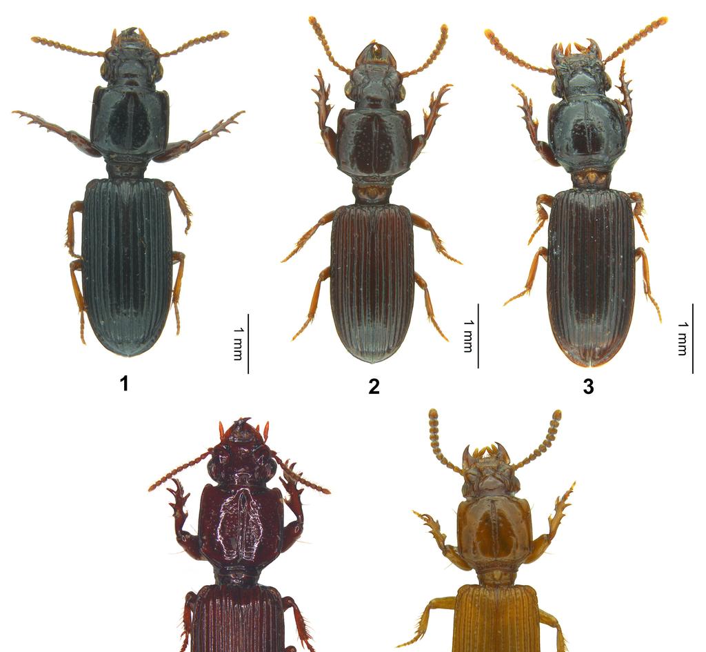 Belgian Journal of Entomology 57: 1 21 (2017) Figs 1-5. Orictites (subgenus Semictites) spp., habitus, scale bar 1 mm. 1. O. apertopunctatus sp. nov., holotype, male. 2. O. ferrugistriatus sp. nov., holotype, male. 3.