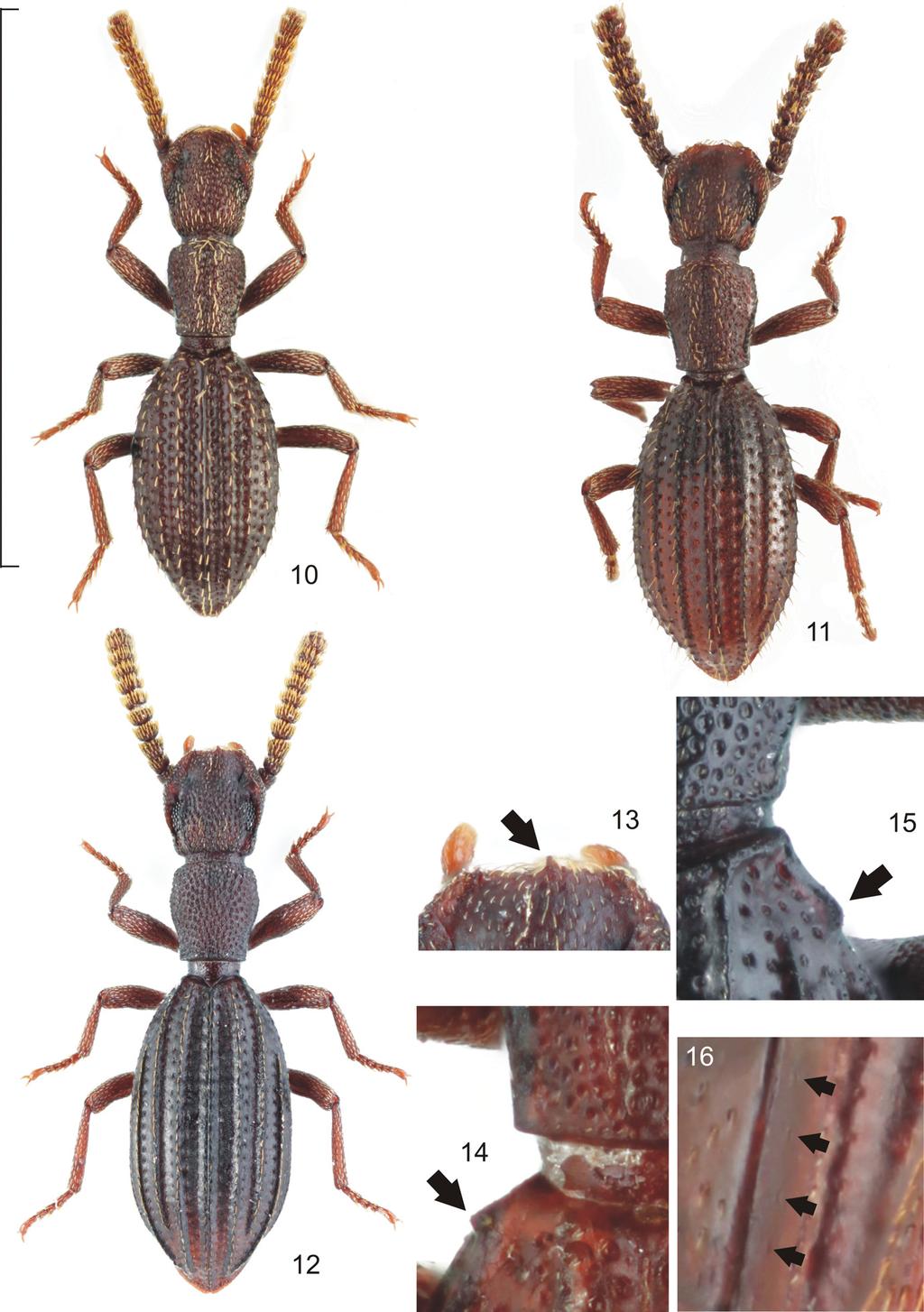 Acta Entomologica Musei Nationalis Pragae, 55(1), 2015 231 Figs 10 16. 10 12 dorsal view: 10 Pseudochillus (Micropseudochillus) palawanus sp. nov., holotype, Philip pines (Palawan); 11 P. (M.) thailandicus sp.