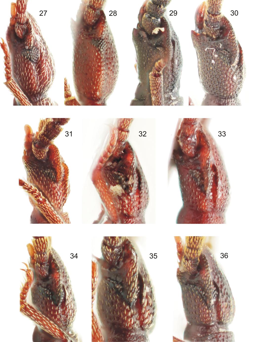 Acta Entomologica Musei Nationalis Pragae, 55(1), 2015 233 Figs 27 36. Lateral view of head with eyes. 27 Indostola pulchella Medvedev, 1991. 28 I. kaengkrachanensis sp. nov.