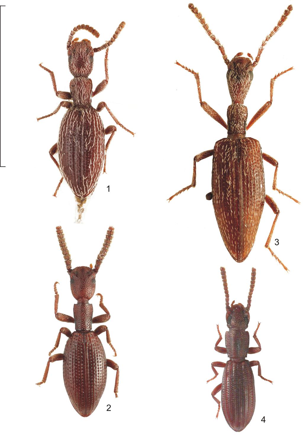 Acta Entomologica Musei Nationalis Pragae, 55(1), 2015 221 Figs 1 4. Dorsal view. 1 Indostola pulchella Medvedev, 1991, holotype, India (West Bengal).