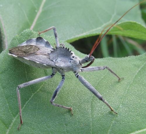 Because wheel bug adults and nymphs are predators of a wide array of garden pests, their presence in the landscape should be rejoiced, not feared.