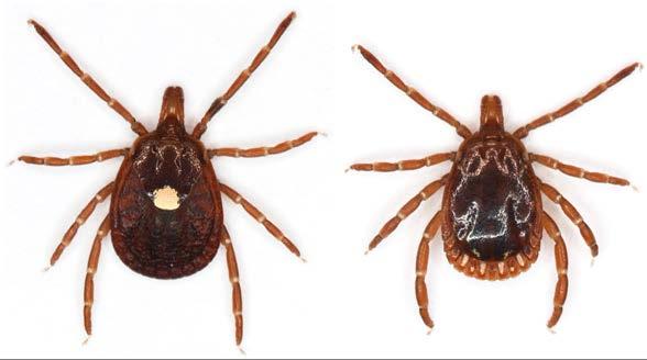 The lone star tick is active from early spring to late fall. The female is capable of laying 9,000-12,000 eggs.