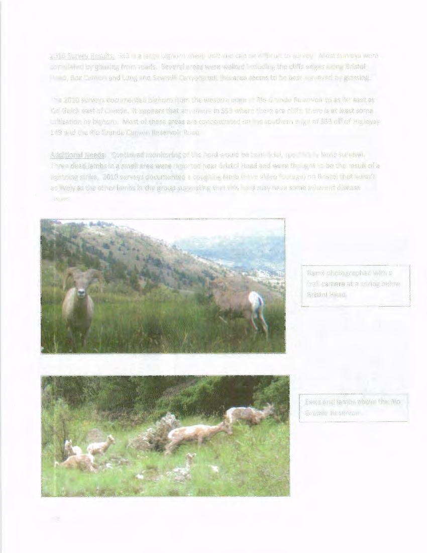 21 Survey Results: S53 is a large bighorn sheep unit and can be difficult to survey. Most surveys were completed by glassing from roads.