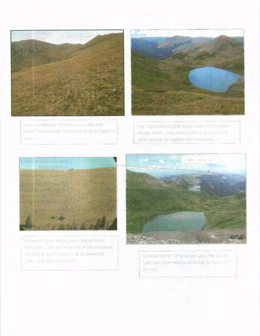 Slope Northwest of Little Goose Lake was grazed by domestic sheep and likely by