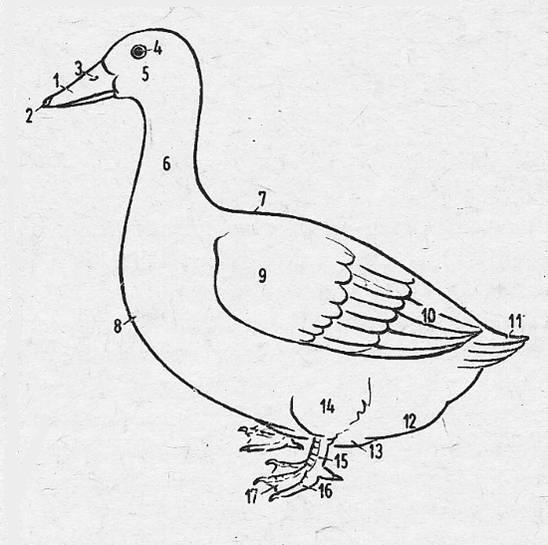Characterization of Chickens and Ducks 13 INTERESTING GENERAL TERMS FOR DUCKS PARTS OF THE DUCK 1 Beak, 2 Bean, 3 Nostril, 4