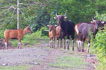 International Benefits of Project Use of techniques in global ex-situ banteng
