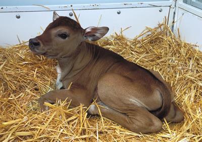 Previous Reproductive Research in Banteng Documentation of natural estrus cycle in ex-situ banteng (Asa et al., 1993) Conventional AI successful at The Wilds and Western Plains Zoo (Johnson et al.