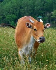 Current Progress Assessing efficacy of induced estrus synchronization protocol in banteng by