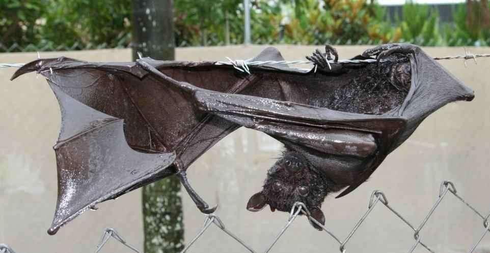 4.3 Temporary articulations Built for a life in the air and in trees, the flying fox s spindly limbs, their elastic wings and delicate thumbs, fingers and toes makes it extremely vulnerable to a