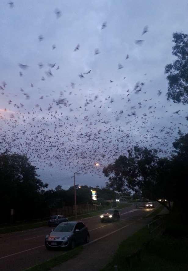 4 Tricky connections with Brisbane s flying foxes Every night in Brisbane, thousands of flying foxes pass over roads and roof-tops as they make their way around the arboreal canopy of the city s