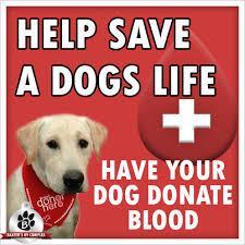 Andy Jeffers We are unable to store blood products for long periods, so we contact owners with pets on our donor list when we require their help and obviously only a safe quantity of blood is taken