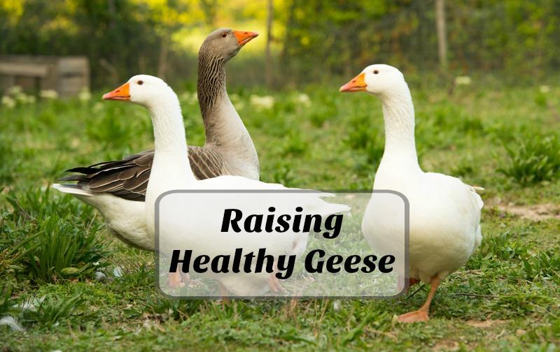 How to Raise Healthy Geese for the Backyard Farm Do you want to raise healthy geese for your backyard farm? The goose is a good choice for a poultry addition to a homestead.