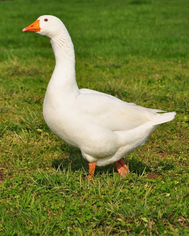 Geese Breeds Light breeds Brown and White Chinese and