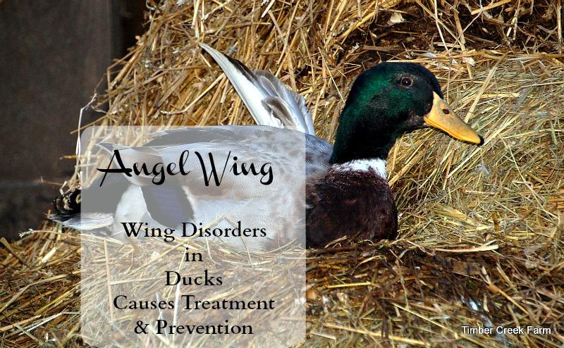 Cause British researcher, Janet Kear, from the Wildlife Trust in Great Britain, investigated the syndrome and noted that in wild waterfowl populations, wing disorders were non-existent or extremely