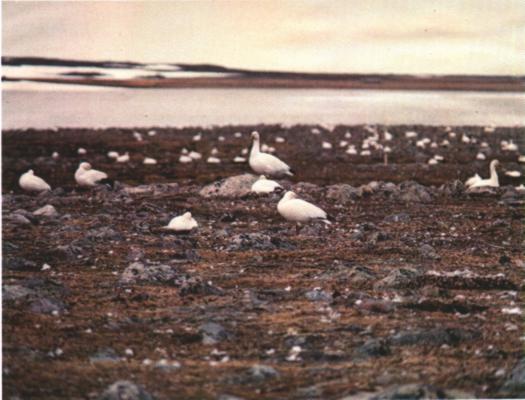 ROSS GEESE fchen rossiii nesting on an island at Karrak Lake, Northwest Territories, 24 June 1967.