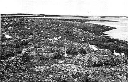 THE WILSON BULLETIN I FIG. 1. Ross Goose nesting island at Karrak Lake, NWT., 25 June 1966. follows closely that of Lack (1966b, 1968) with modification to apply to Arctic nesting geese.