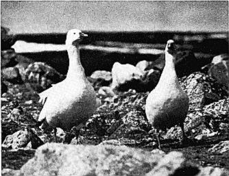 John P. R\der CLUTCH SIZE EVOLUTION IN ROSS GOOSE 7 FIG. 2. Ross Goose mated pair at Arlone Lake, NWT., July 1964.