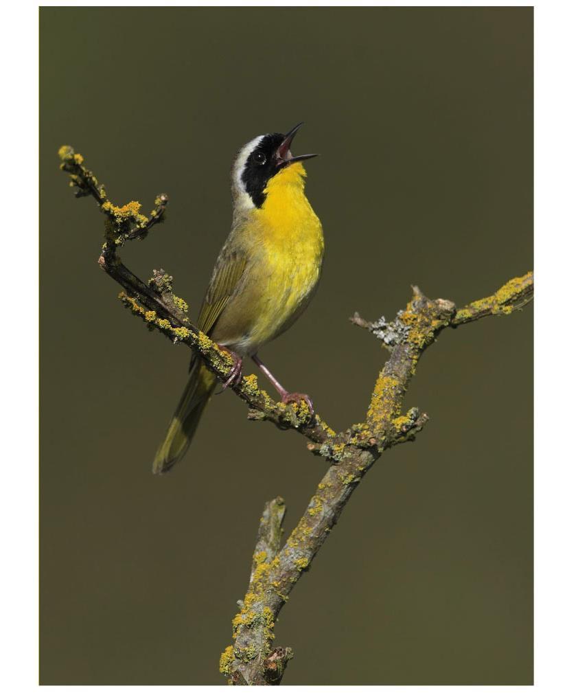 Chapter 2 Opener Why do males of the common yellowthroat sing similar but not identical versions of their species song?