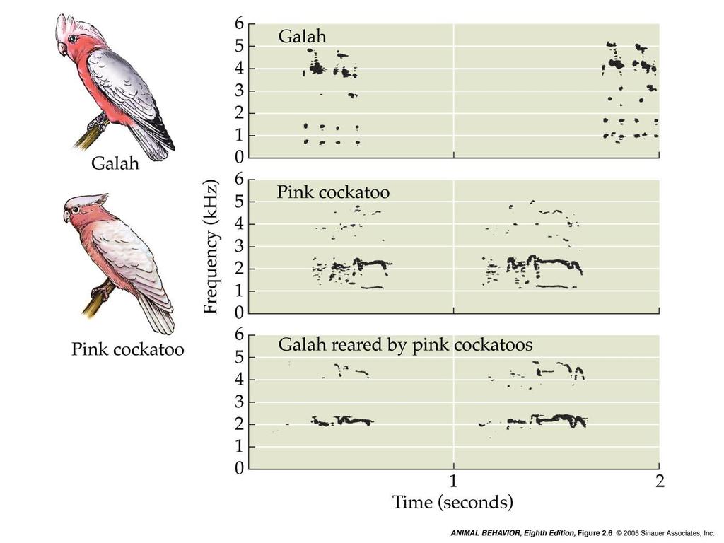 2.6 Sonograms of contact calls of galahs and