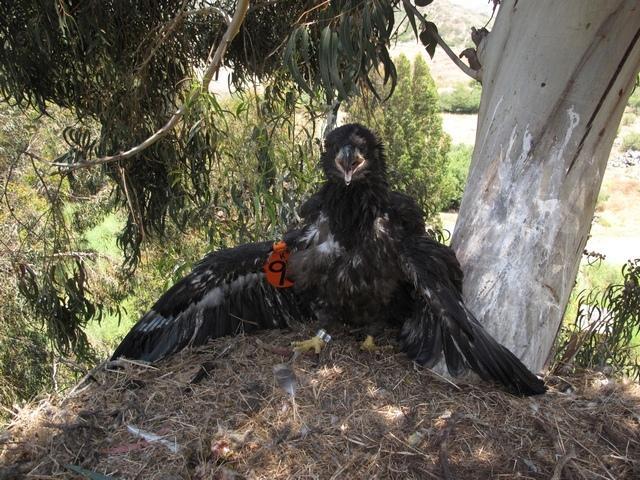 We entered the nest on 28 May to install a leg band, transmitter, and wingmarkers on each chick, and to obtain blood samples (Fig. 8, Table 1).