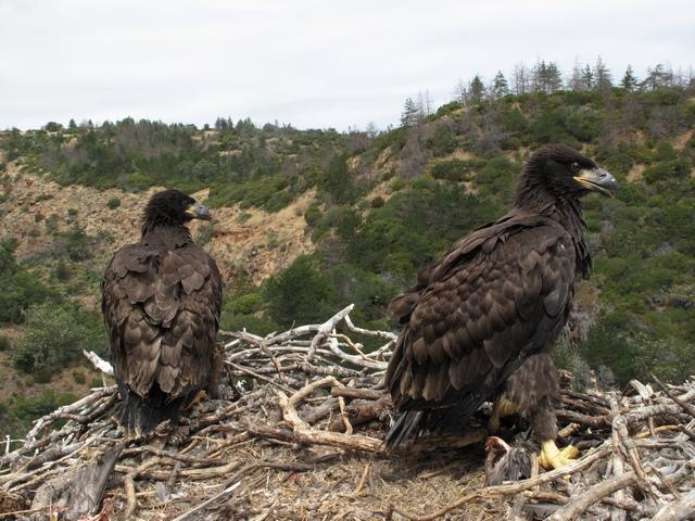 wingmarkers on the eaglet, and to obtain blood samples (Fig. 9, Table 1). The eaglet fledged around 16 July, but was found dead the evening of 17 July on a hillside near the nest.