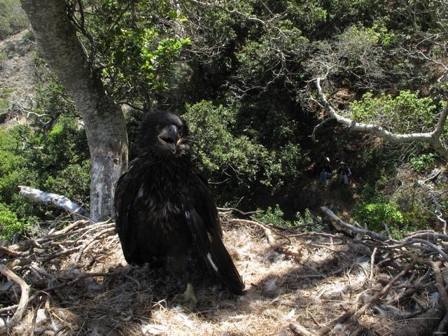 eagle fledged on 1 July. Unfortunately, the GPS-PTT transmitter failed, so we attempted to locate the eagle weekly through August and every other week thereafter using the functioning VHF transmitter.