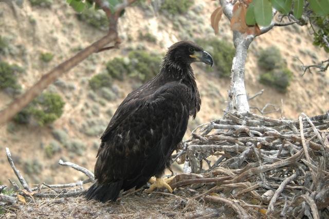 its GPS data. However, NPS personnel occasionally would check the nest for us. The eagle fledged around 15 June and remained on Santa Rosa through 7 October.