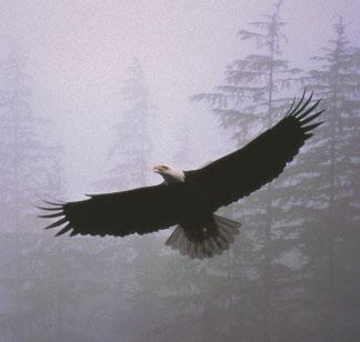 Bald eagles often live near lakes and rivers where fish swim and tall trees grow. They also live near the sea.