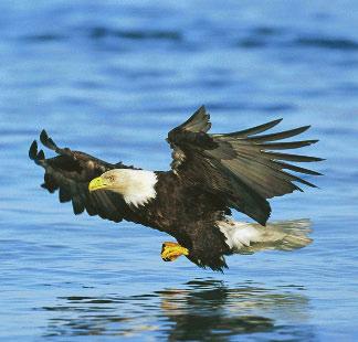 Bald eagles are very strong. They can carry fish that weigh between three and seven pounds.