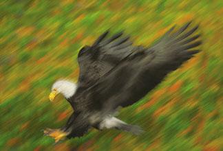 Small animals like rabbits and mice must watch out for bald eagles. Those are the kind of animals that eagles like to hunt.