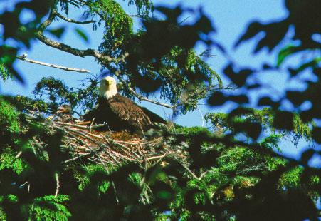 Building Nests Bald eagles build nests in the tallest trees they can find.
