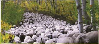 Superwash equipment spurring increased competition among U.S. textile companies Record wool returns of $25 per ewe.