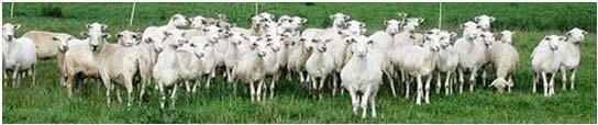 National Sheep Industry Improvement Center ASI secured authorization with $1 million in funding in the 2008 Farm Bill Issued over $250,000 in grants in October Increasing sheep production is a