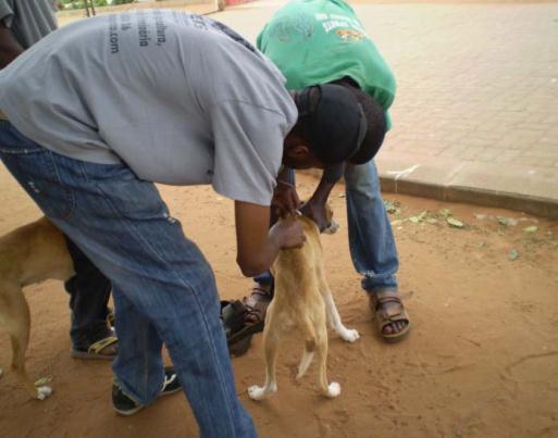 Rabies control and elimination is possible in dogs.