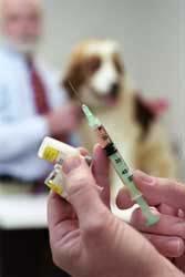 Social and Behavioral Theory Based Antecedents (continuation) Pet vaccination successfully reduce rabies cases in pets and